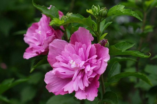 5-1Z401154551-52 5-1Z401154551-52