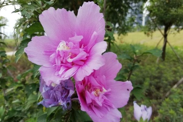 5-1Z401154552 5-1Z401154552